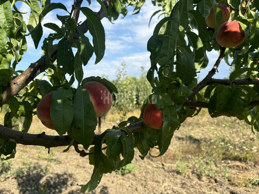 Купить  участок